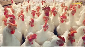 تطور جديد.. أسعار الدواجن والبيض في الوادي الجديد اليوم مفاجآت غير متوقعة للمستهلكين 1